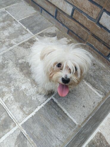 pekines itleri: Pudel, 2 ay, Erkek, Peyvəndli, Ünvandan götürmə, Pulsuz çatdırılma — 1