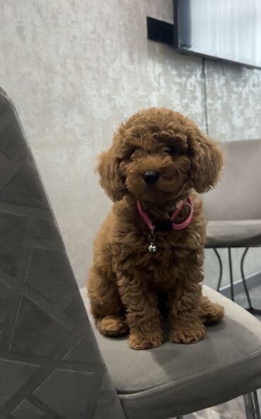 пудель карликовый цена: Пудель, 3 месяца, Самка, Бесплатная доставка — 2