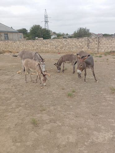 Eşşəy südü göy ösgürəyin və qizilçanin dərmani göz önündə sağlir