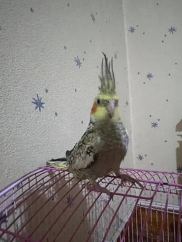 lal ordək balasi: AĞCABƏDİ RAYONU ÖZ YETİŞDİRDİYİMİZ BALA 2 AYLIQ XORUZ ƏLƏ TAM — 1