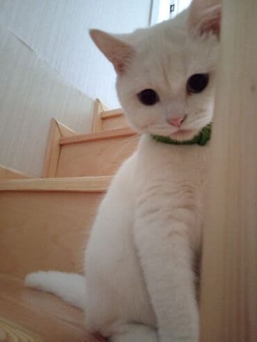 мейн кун купить в баку: Ağ pişik – zərif və mehriban ev heyvanı - Rəng: tam ağ tüklər - — 3