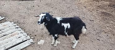 ucuz cuce: Qara-ağ rəngli keçi sanee cinsi damazlıq təkə 10 aylıq - Növ: Sanee — 1