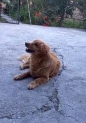 simental inekler azerbaycanda: Ретривер — 4