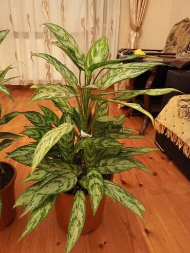 1 ədəd qızılgül: Aglaonema (Çin həmişəyaşıl) otaq bitkisi - Növ: Aglaonema, iri — 3
