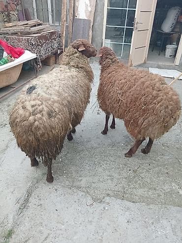 heyvan bazari keci: 2 baş qoçdu damazlıq və ətlik . Qızıl qulaq qoçlardı qiymət 2 sinə — 3