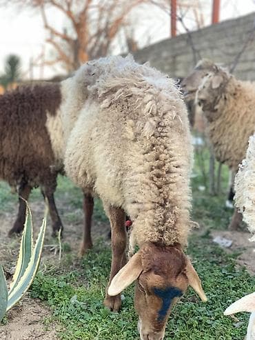 hamster satış: Boğaz Qoyunlar satılır dişləri ağzındadı balası ələ dəyir — 1