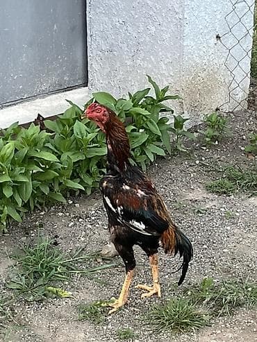TECİLİ SATRAM DEYERİNEN ÇOX UCUZ 4-KQ ÇEKİ. UZUN BOY İRİ