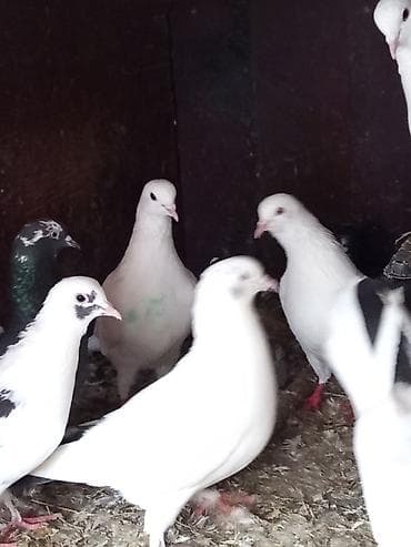 пудель в добрые руки: Məhsul: Ev göyərçinləri sürüsü Təsvir: Çox yaxşı uçan saatlıq — 4