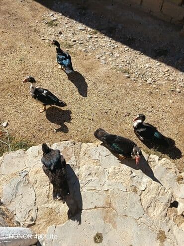 домик для большой собаки: Məhsul: Musk ördəkləri (Indoutka) Təsvir: - Şəkillərdə iri cüssəli — 2