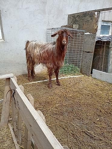 mal qara qusar: Saqız/Angora tipli uzun tüklü erkək keçi - Növ: Yerli uzun tüklü — 2
