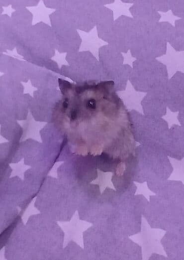 Kabrolar: Cırtdan hamsterlər – ev heyvanı 1 hamster 3Azn - Növ: cırtdan (dwarf) — 2