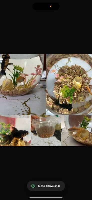 Gəmiricilər: Qızıl balıq, Sülhsevər, Ünvandan götürmə — 1