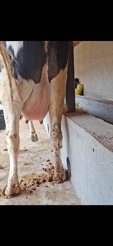 heyvan qəfəsi: Birinci qarina dogub 9 lt sud verir saglam yaxsi heyvandi balasi 4 — 7