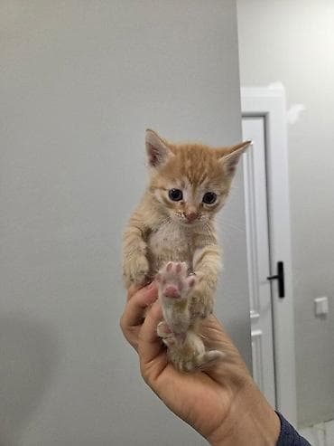 pulsuz video cat: Tabbi, Yaxşı əllərə — 5