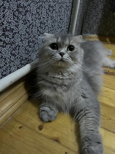 Şotland uzun tüklü, Dişi — 2