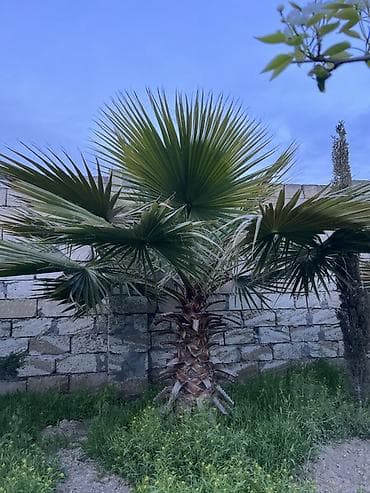 palma ağacları: Dekorativ fan xurması (Washingtonia robusta tipli) – bağ və həyətlər — 8