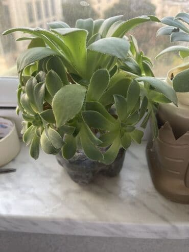 evkalipt bitkisi: Ev bitkiləri dəsti - Tikanlı sütun gövdəli Euphorbia milii (Crown of — 2