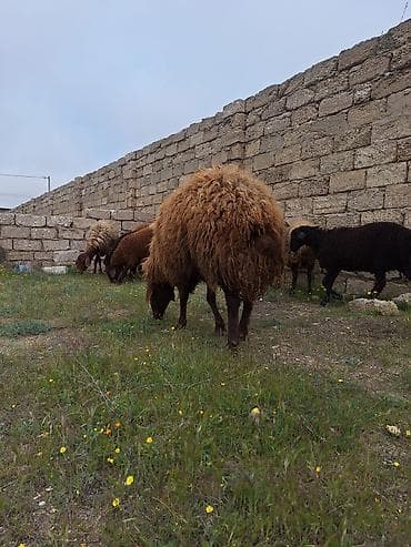 qoyun qiymətləri: Qala qoçu satılır. 1yaş 11 aylıqdır. Tam sağlamdır. Qoyun sürməyi — 3