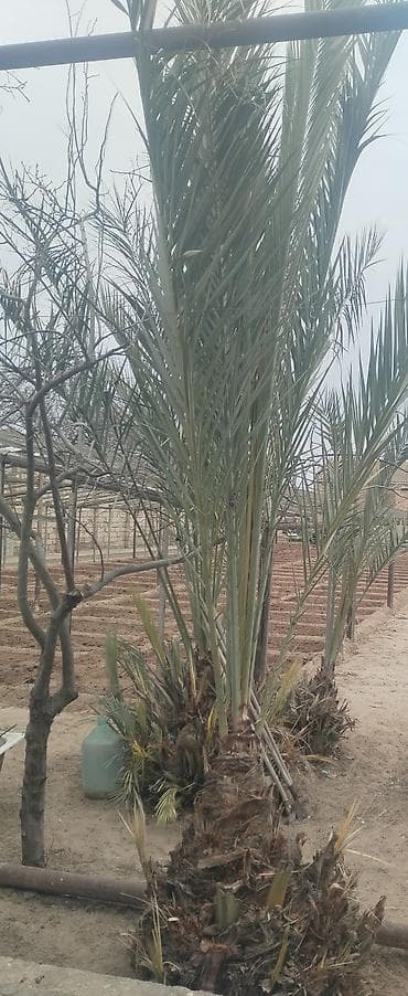 Xurma (xurma xurması) palma ağacı – dekorativ və meyvə verən növ -