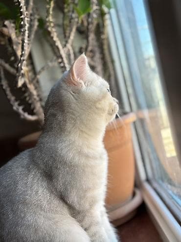 balaca itlər: Şinşilla, Dişi, Yaxşı əllərə, Pulsuz çatdırılma — 4