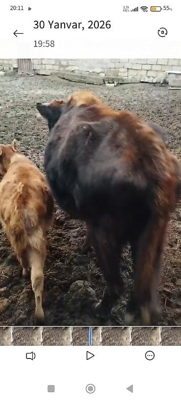 ucuz pişiy: Sütlük inək buzovla - Növ: Qarışıqlıq cinsli sütlük inək - Rəng: Qara — 2