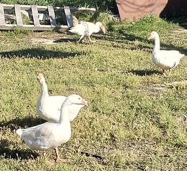 qaz sekli: Linda qarışıq sortdur. 4 ədəd. 1 erkək 3 dişi. sağlam heyvanlardır — 1