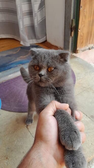 попугай ара цена: Satilir.100 — 1