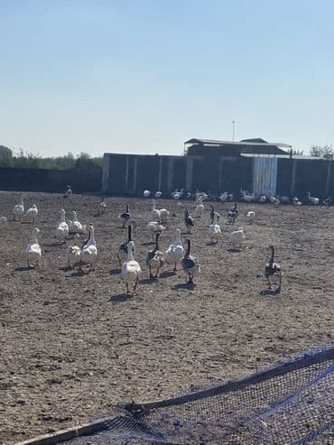 it qovan cihaz: Qaz sürüsü – açıq havada bəslənən - Ağ və boz rəngli fərdlər var — 1