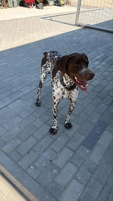 doberman it: Kurtxar — 7