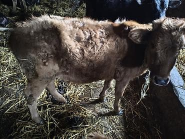 Atlar: Dana, buzov, Erkək, ay: 7, 110 kq, Damazlıq, Ətlik — 2