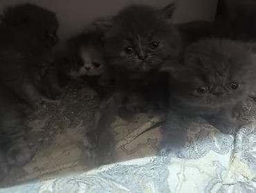 Heyvanlar: Fars, Erkək, Dişi, Ünvandan götürmə, Ödənişli çatdırılma — 6