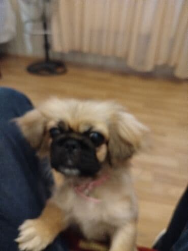 немецкие овчарки купить: Пекинес — 2