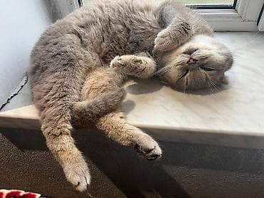 anqora pişik: Şotland — 3