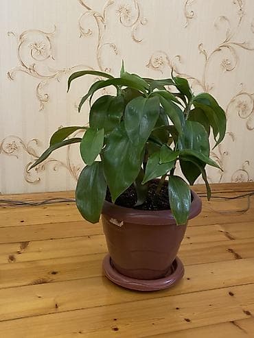 otaq studiya: Dracaena fragrans (Corn Plant) – dekorativ otaq bitkisi - Bitki — 2