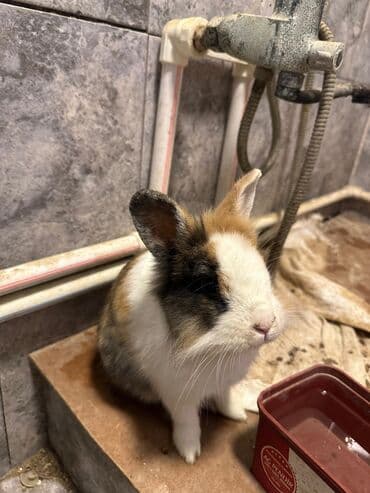 Akvariumlar: Satılır: İki sevimli karlik dovşan balası 🐇.Dişi dovşanımız ağ rəngdə — 4