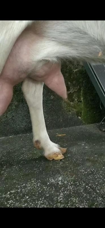 Digər heyvanlar: Ağ rəngli süd keçisi və balası - Cins: süd istiqamətli ağ keçi (böyük — 9