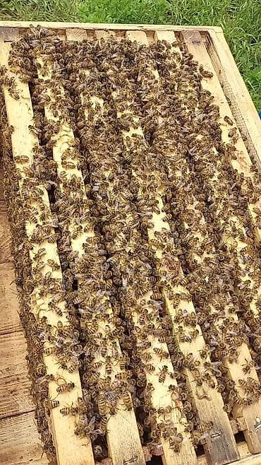 heyvan sahibləndirmə: Arılar 7 ramkada dolu super güclü arılardır ən az 4_5 ramka qurddur 10 — 4