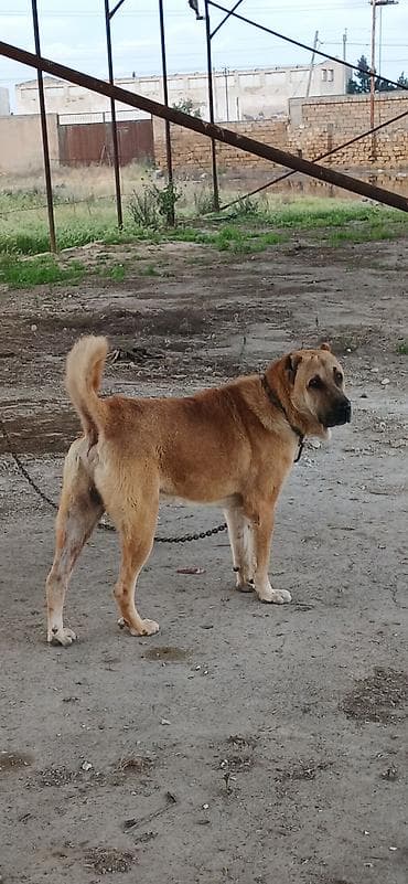 koker spaniel satilir: Qurdbasar, 2 il, Erkek, Peyvəndli, Rayonlara çatdırılma — 5