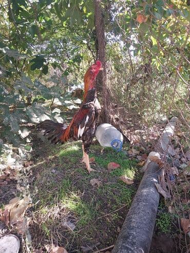 электрическая машинка для стрижки овец: Salam cinsi eladi isullu celd becedi barter yalniz yungul cekili bece — 2