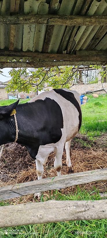 ucuz inek: Dişi, Holsteyn, il: 2, 850 kq, Südlük, Rayonlara çatdırılma — 5