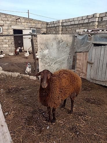 Птицы: Другие животные — 5