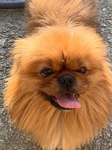 Pekines