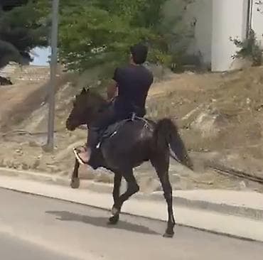 ev iti satisi: Erkək, il: 7, Ünvandan götürmə — 2