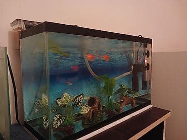 50×30×18 10 eded balıq 8 eded glofish 2 eded neon tetra Şəlalə lalafo.az -da 50×30×18 10 eded balıq 8 eded glofish 2 eded neon tetra Şəlalə