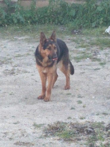 golden it cinsi: Alman çoban iti, 6 ay — 3