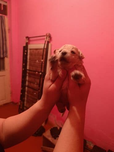 it evi: Pudel, 2 ay — 5