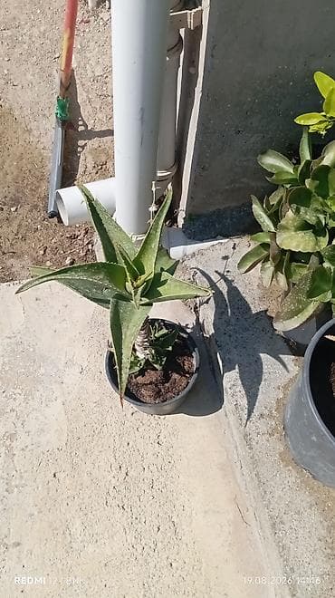Aloe vera və dekorativ sukulentlər – saksıda Məhsul təsviri: -