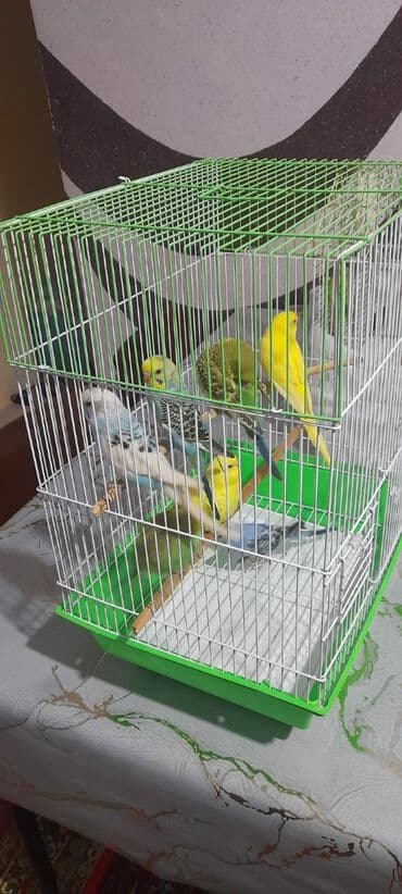 qus: Quşlar 10azn — 7