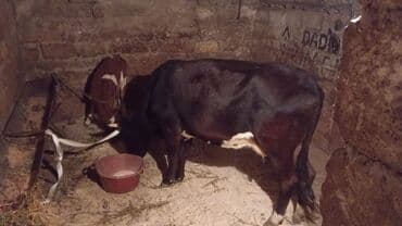 inekler ucar: Satlıq inək və bala buzov - Növlər: Süd yönümlü inək və yanında — 1