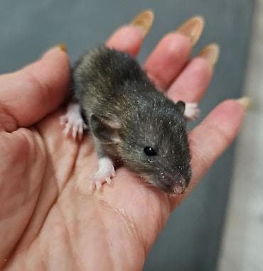 Кошки: В продаже имеются декоративные крыски. Породы Дамбо и Хаски. Есть — 5